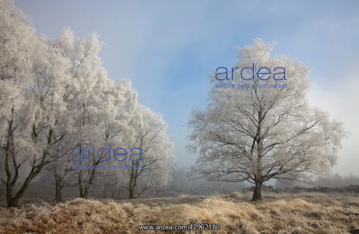 : Silverbirch Trees covered in hoar frost on Cannock Chase : Silverbirch Trees covered in hoar frost on Cannock Chase