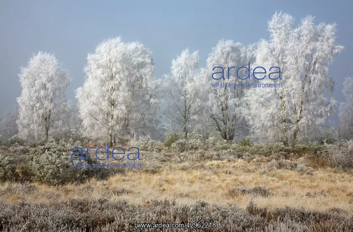 : Silverbirch Trees covered in hoar frost on Cannock Chase : Silverbirch Trees covered in hoar frost on Cannock Chase