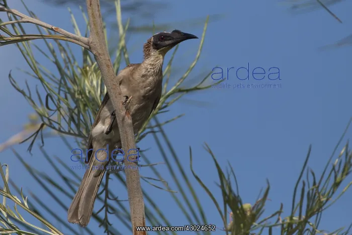 : Silvercrowned Friarbird perched on a branch Peppimenar : Silvercrowned Friarbird perched on a branch Peppimenar