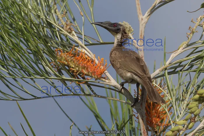  : Silvercrowned Friarbird perched on a branch Peppimenar