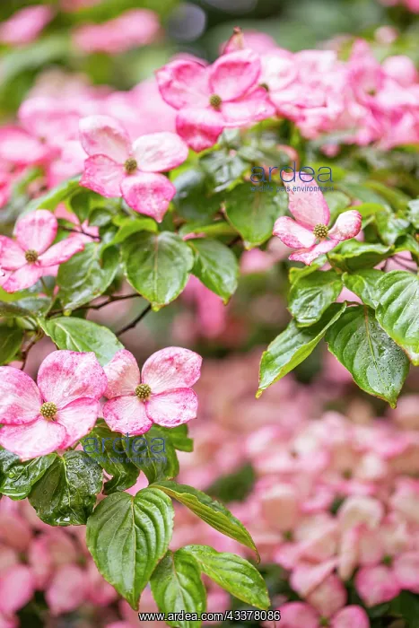 : Silverdale, Washington State, USA. Flowering pink : Silverdale, Washington State, USA. Flowering pink