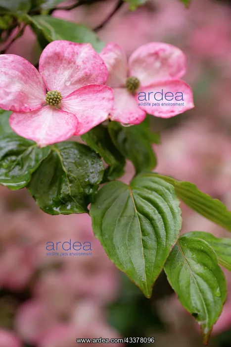 : Silverdale, Washington State, USA. Flowering pink : Silverdale, Washington State, USA. Flowering pink