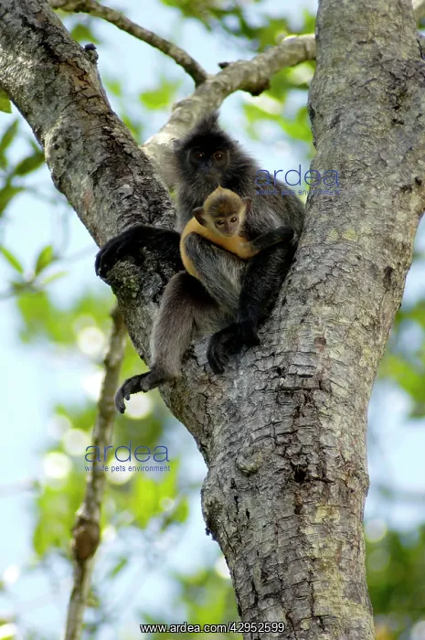 : Silvered Langur with an infant (baby-langurs are : Silvered Langur with an infant (baby-langurs are