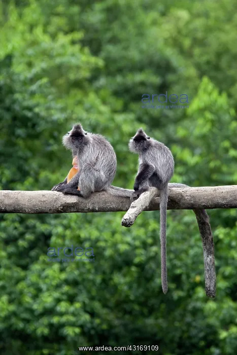 : Silvered Leaf Monkey : Silvered Leaf Monkey