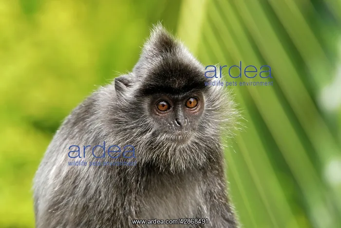 : Silvered Leaf Monkey / Silvery Lutung : Silvered Leaf Monkey / Silvery Lutung