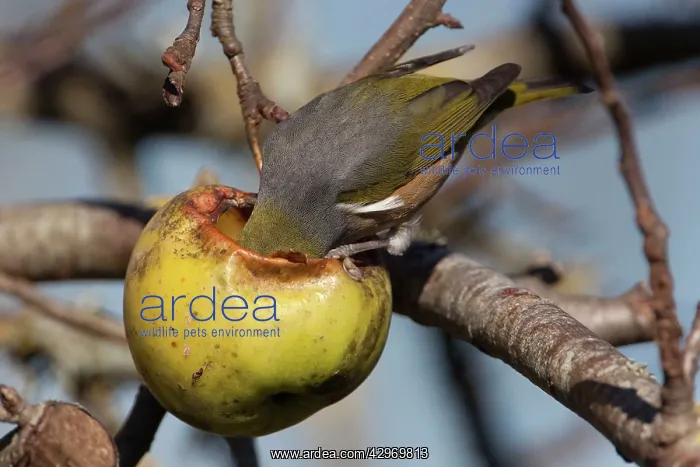 : Silvereye (Zosterops lateralis). Feeding on unpicked apples in winter in : Silvereye (Zosterops lateralis). Feeding on unpicked apples in winter in