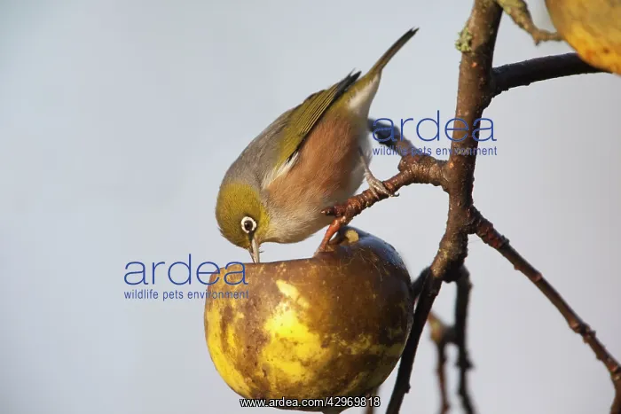 : Silvereye (Zosterops lateralis). Feeding on unpicked apples in winter in : Silvereye (Zosterops lateralis). Feeding on unpicked apples in winter in