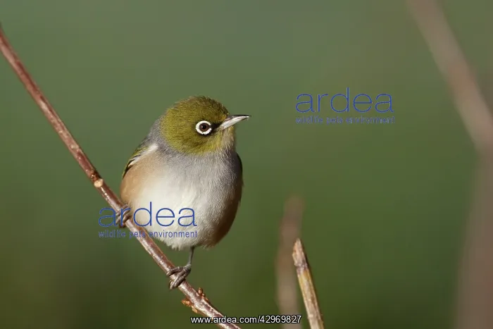 : Silvereye (Zosterops lateralis). In rural Waikato near Hamilton, New Zealand : Silvereye (Zosterops lateralis). In rural Waikato near Hamilton, New Zealand