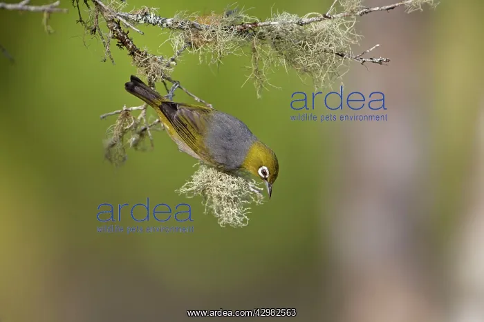 : Silvereye (Zosterops lateralis). on lichen encrusted twig - Malanda - Atherton : Silvereye (Zosterops lateralis). on lichen encrusted twig - Malanda - Atherton