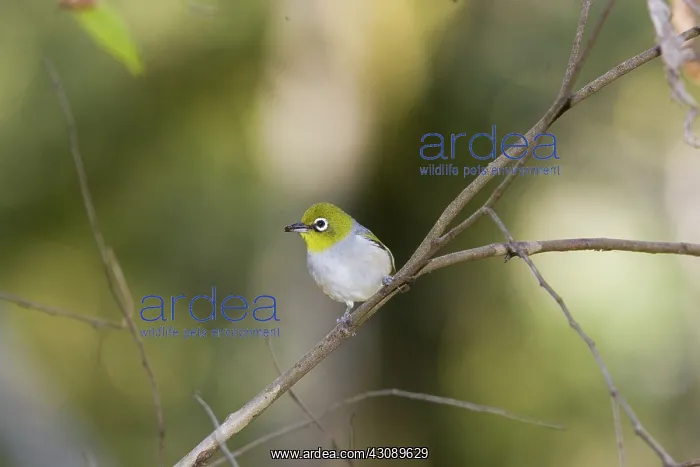 : Silvereye (Zosterops lateralis) on a low tree branch