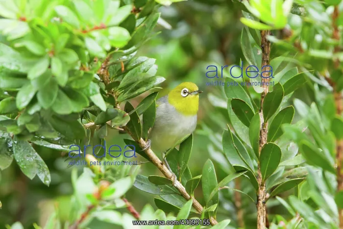 : Silvereye (Zosterops lateralis) in low shrub, Cairns, Queensland, Australia : Silvereye (Zosterops lateralis) in low shrub, Cairns, Queensland, Australia