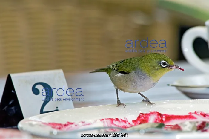 : Silvereye - feeding on jam at restaurant table : Silvereye - feeding on jam at restaurant table