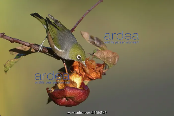 : Silvereye / Grey-backed Silvereye : Silvereye / Grey-backed Silvereye
