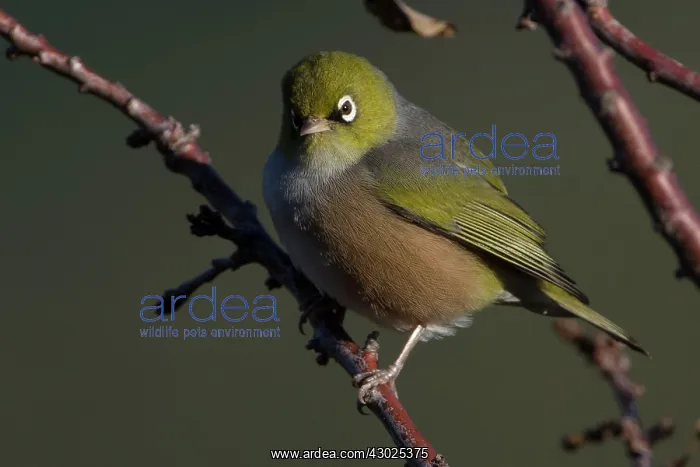 : Silvereye perched on leafless winter plum tree : Silvereye perched on leafless winter plum tree
