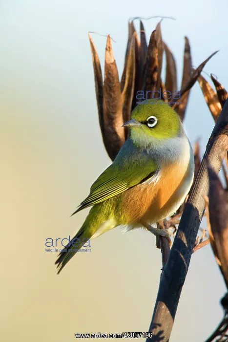: Silvereye - sitting on a faded New Zealand Flax plant : Silvereye - sitting on a faded New Zealand Flax plant