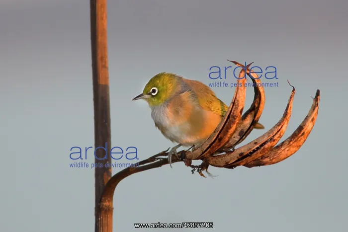 : Silvereye - sitting on a faded New Zealand Flax plant : Silvereye - sitting on a faded New Zealand Flax plant