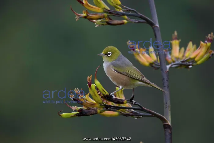 : Silvereye - One of a small flock foraging around : Silvereye - One of a small flock foraging around