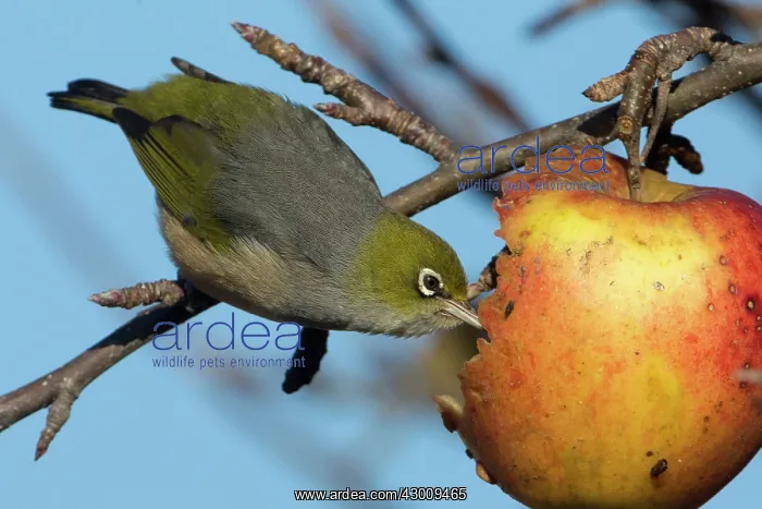 : Silvereye / Wax-eye : Silvereye / Wax-eye