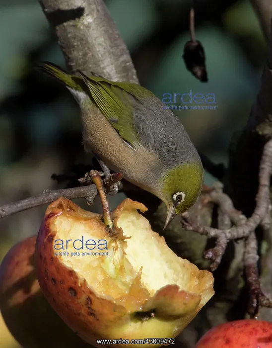 : Silvereye / Wax-eye : Silvereye / Wax-eye