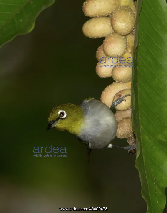 : Silvereye / Wax-eye : Silvereye / Wax-eye