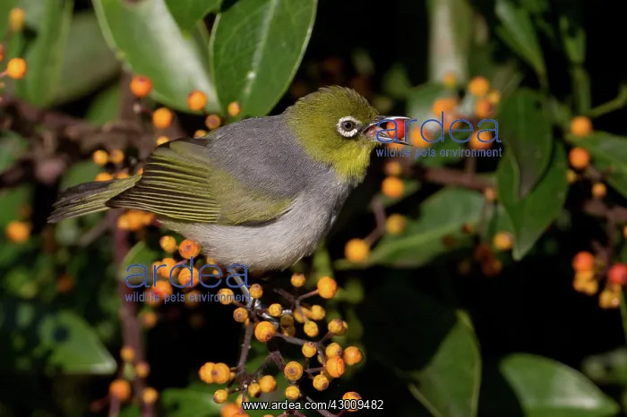 : Silvereye / Wax-eye : Silvereye / Wax-eye