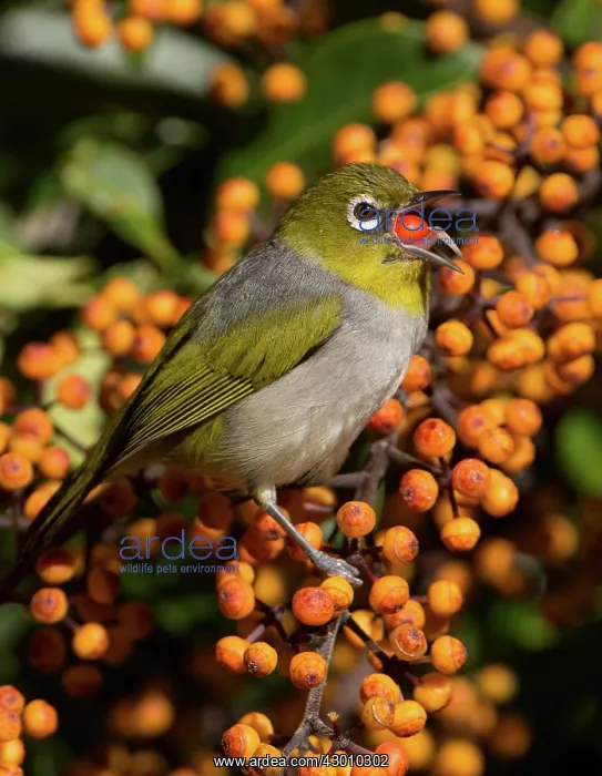: Silvereye / Wax-eye : Silvereye / Wax-eye