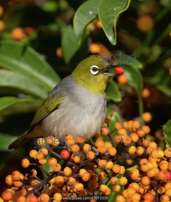 : Silvereye / Wax-eye : Silvereye / Wax-eye
