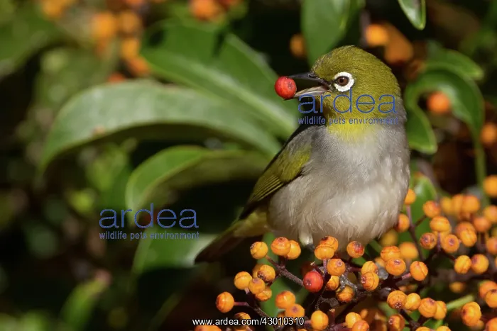 : Silvereye / Wax-eye : Silvereye / Wax-eye