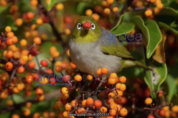 : Silvereye / Wax-eye : Silvereye / Wax-eye