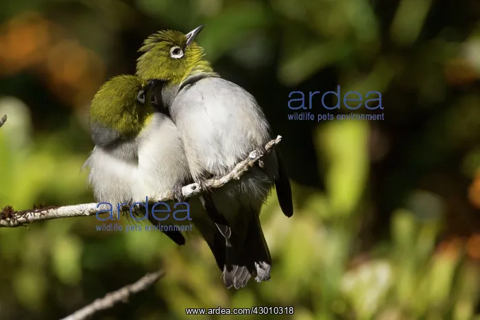 : Silvereye / Wax-eye : Silvereye / Wax-eye