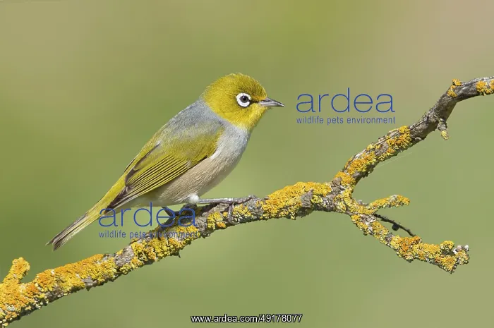 : Silvereye (Zosterops lateralis) : Silvereye (Zosterops lateralis)
