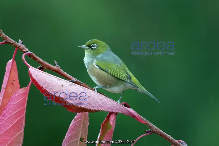 : Silvereye (Zosterops lateralis) in rain, Nelson : Silvereye (Zosterops lateralis) in rain, Nelson