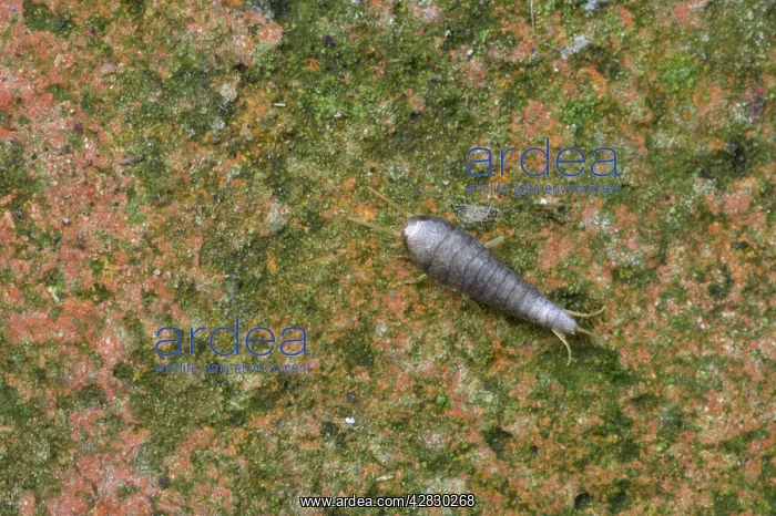 : Silverfish : Silverfish