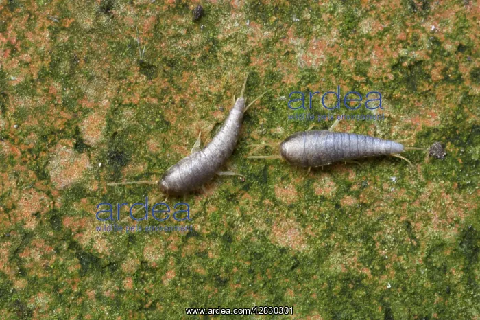 : Silverfish : Silverfish