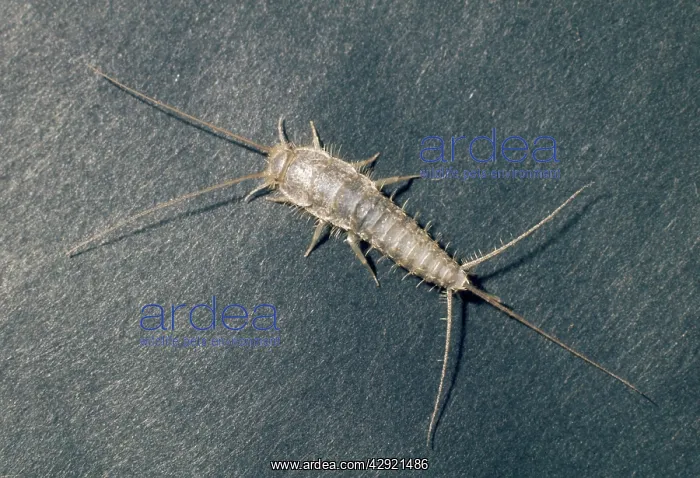 : SILVERFISH