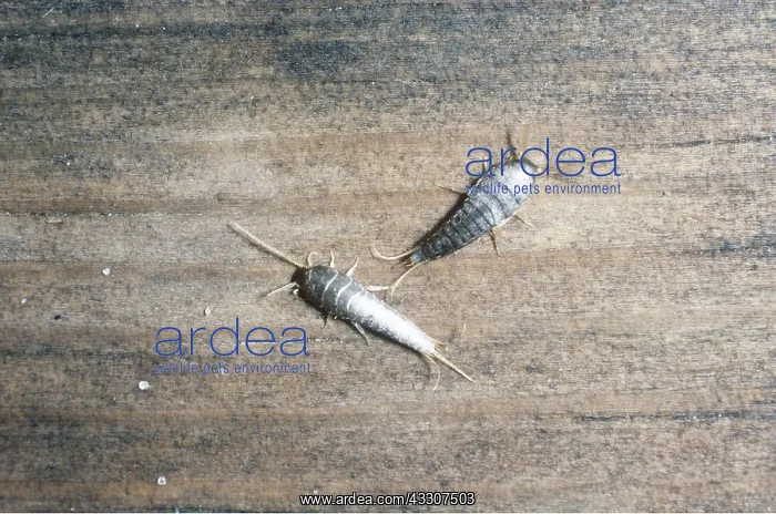 : SILVERFISH : SILVERFISH