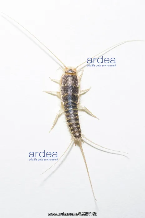 : Silverfish : Silverfish