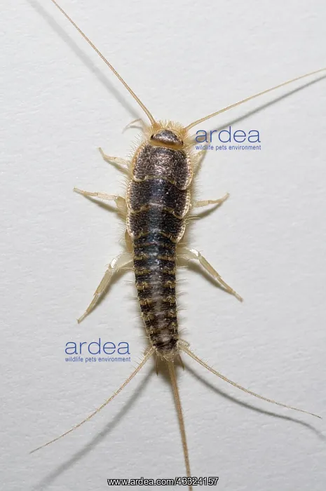 : Silverfish : Silverfish