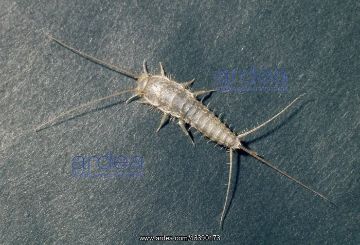  : SILVERFISH