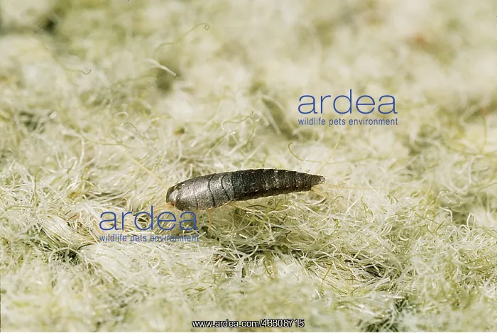 : SILVERFISH - Crawling over carpet : SILVERFISH - Crawling over carpet