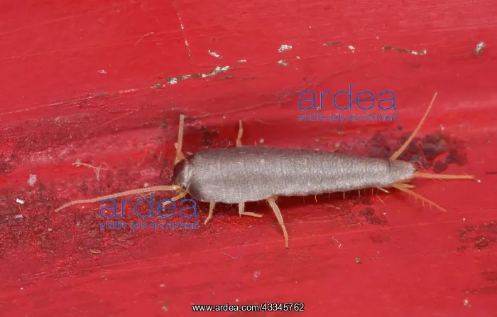 : A silverfish - in domestic kitchen : A silverfish - in domestic kitchen