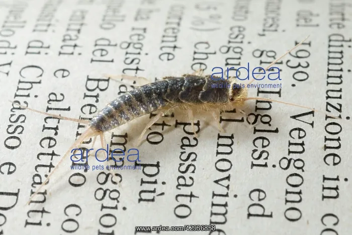 : Silverfish / Fish-moth / Carpet Shark / Paramite : Silverfish / Fish-moth / Carpet Shark / Paramite