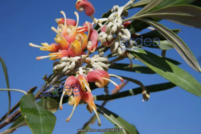 : Silverleaf Grevillea : Silverleaf Grevillea