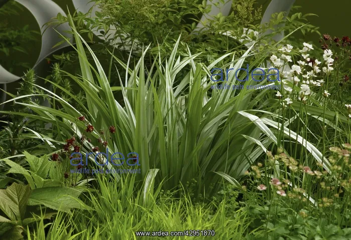 : SilverSpear : SilverSpear