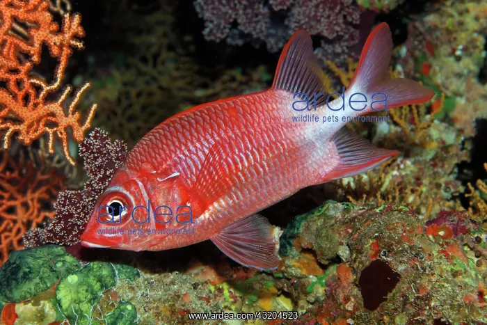 : Silverspot squirrelfish (Sargocentron caudimaculatum) : Silverspot squirrelfish (Sargocentron caudimaculatum)