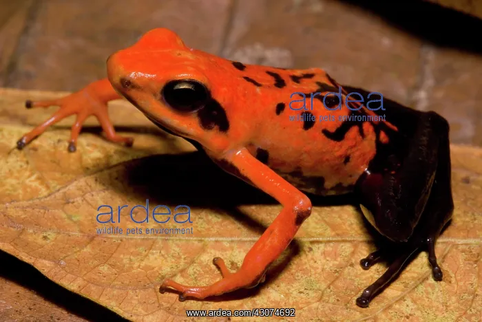 : Silverstone's Poison Frog : Silverstone's Poison Frog