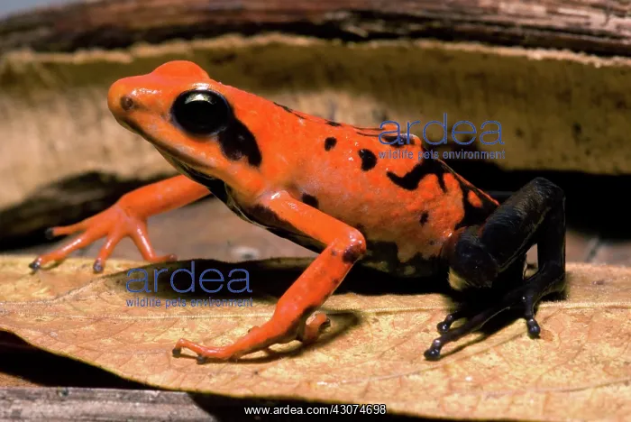 : Silverstone's Poison Frog : Silverstone's Poison Frog
