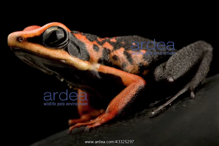 : Silverstone's poison frog (Ameerega silverstonei : Silverstone's poison frog (Ameerega silverstonei