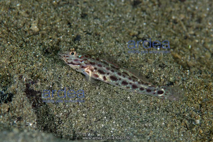 : Silverstreak Shrimpgoby : Silverstreak Shrimpgoby