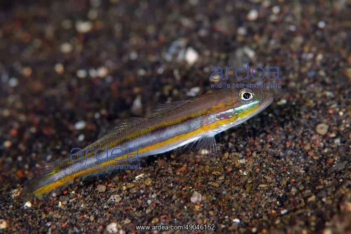 : Silverstripe Goby : Silverstripe Goby